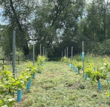 Weinreben, umhüllt von blauen Schutzhüllen