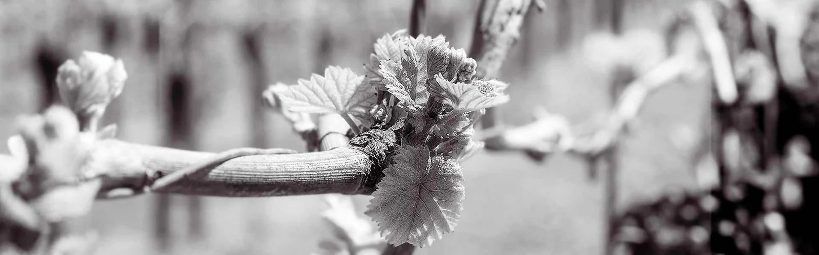 Weinrebe mit Traub in schwarz-weiß